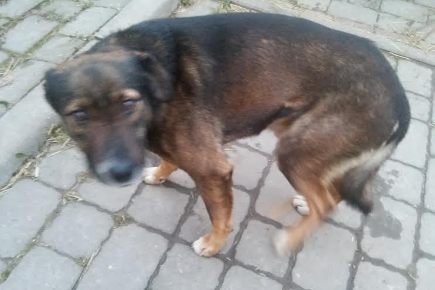 Jei tik turite žinių apie Rokį, kaip jis atsirado Rokantiškėse, kas susijęs su jo sužalojimais, prašome su mumis susisiekti 8 615 58898, 8 645 34504.