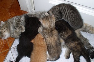 Medicinos studentas maniakiškai žudė katinus