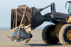 Neįprastas radinys pietų Indijos pakrantėje glumina pareigūnus