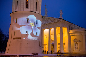 Ant Vilniaus Katedros varpinės pražydo „Neužmirštuolė“