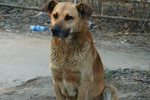 Šuns šeimininkei privalomas ženklinimas sukėlė blogų įtarimų