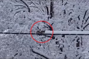 Linksmas žiemos vaizdelis: voverė pati nusikasė sau kelią