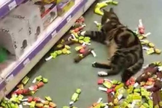 Iš namų pabėgusi katė nusiaubė parduotuvę