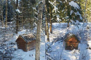 Siaubingas radinys miške – sušalti ir numirti paliktas šuo