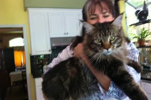 Kaimynų košmaras – šunims grėsmę keliantis milžiniškas katinas