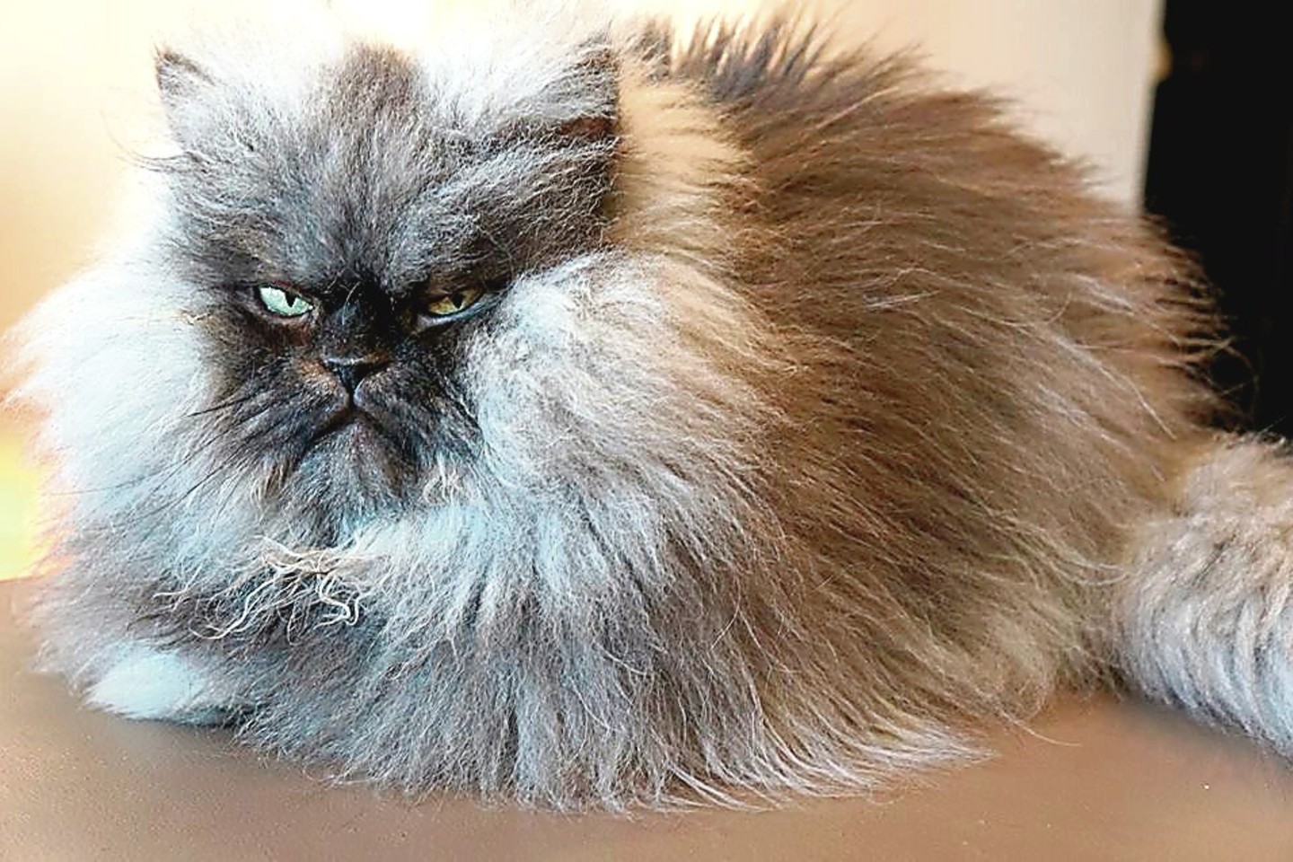 Colonel Meow.