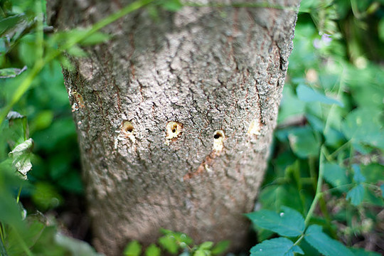 Liga, grasinanti uosių egzistencijai