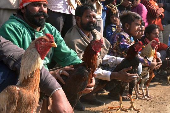Meksikoje per gaidžių kovas nušauti keturi žiūrovai