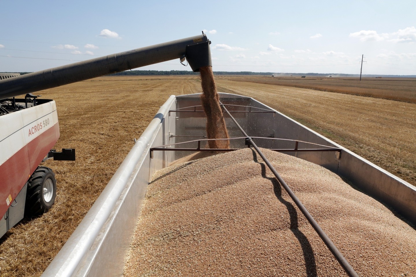 Žemės ūkio produktų supirkimo kainos 2015 m. ketvirtąjį ketvirtį, palyginti su tuo pačiu 2014 m. laikotarpiu, smuko 0,6 proc.<br>P.Mantauto nuotr.