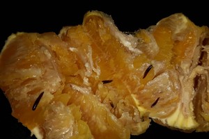 Norėjo paskanauti apelsinų – viduje rastos šlykštynės atgrasė