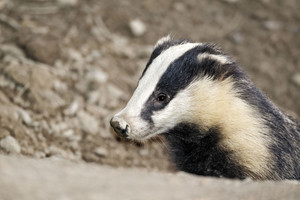Etnologas Libertas Klimka paaiškino, koks bus pavasaris