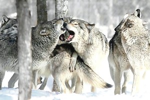 Vilkų užpulta paštininkė papasakojo, kaip viskas įvyko