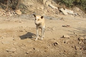 Siaubingas kančias patyręs šuo išgyveno tik gerų žmonių dėka