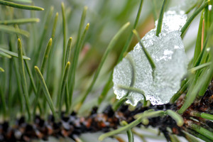 Žiema traukiasi: Lietuvoje pakvips pavasariu