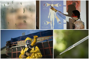 Zikos virusas pasiekė Daniją ir Švediją