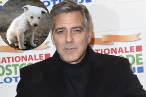 Goerge Clooney dovana tėvams – vos išgyvenęs šuo iš prieglaudos