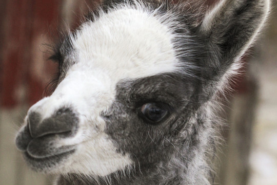 Lietuvos zoologijos sode gimė neįprastų spalvų lama Debesėlis