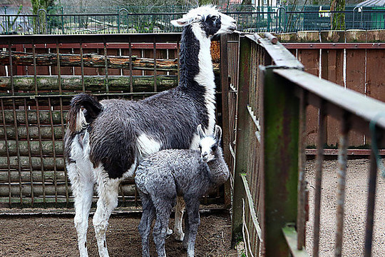Kaune gimusi lama nustebino zoologijos sodo darbuotojus