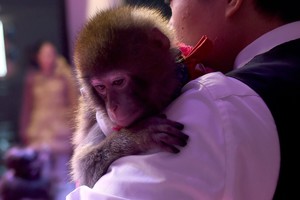 Kinijos mokslininkai beždžiones susargdino autizmu