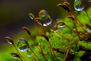 Tarp 25 žaliausių planetos šalių – ir Lietuva