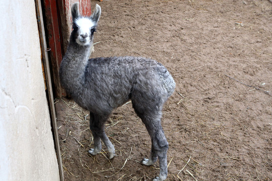 Kaune pasaulį išvydo dar neregėta pilkai melsva lama