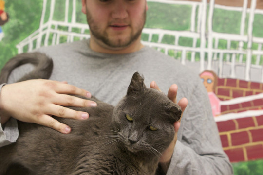 Dėl mylimo katino karys nukeliavo tūkstančius kilometrų