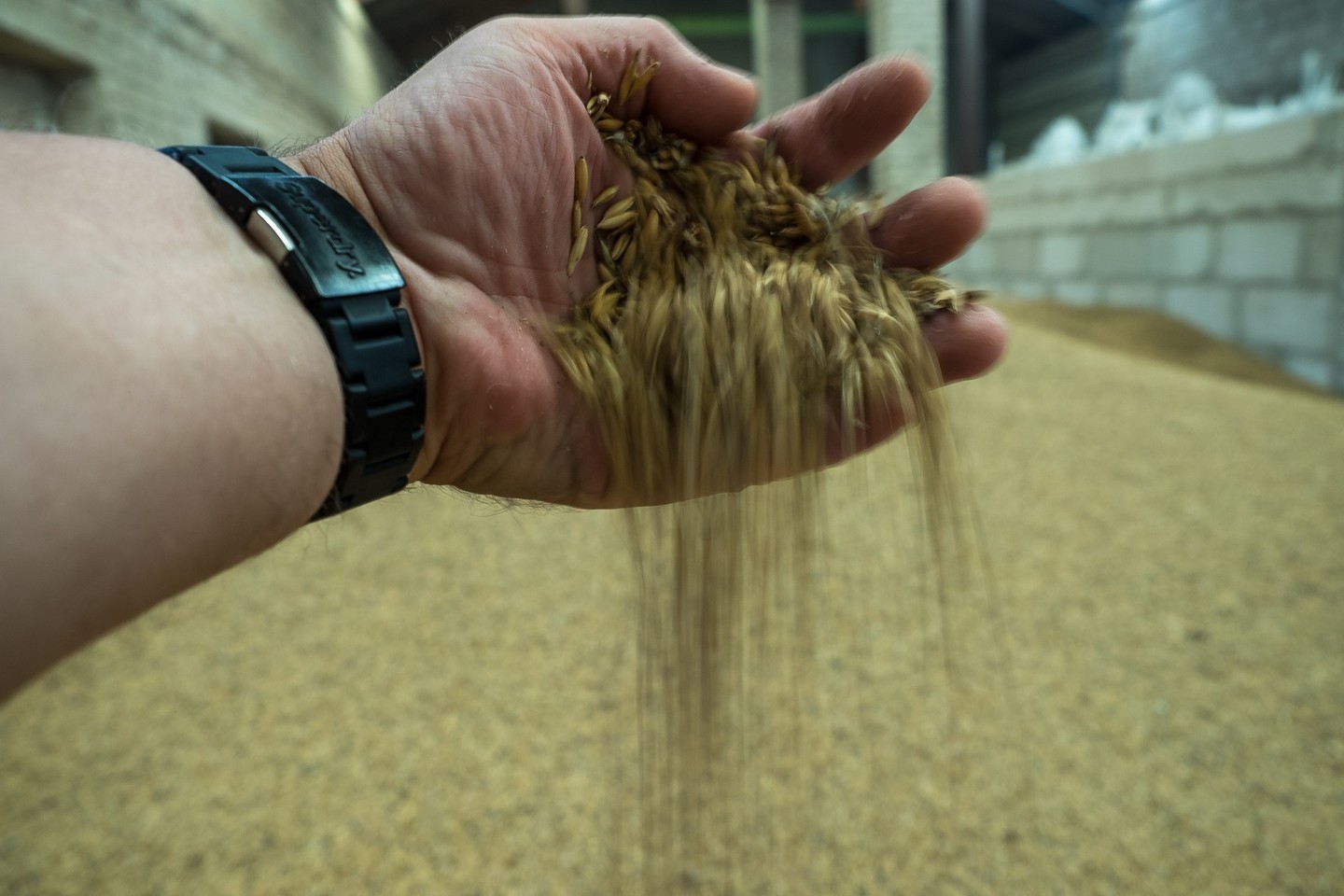 „Linas Agro Group“ Baltijos grūdų prekybos skyriaus vadovas Dainius Pilkauskas sakė, kad Egiptas iki šiol paprastai pirkdavo žemos arba vidutinės kokybės grūdus.