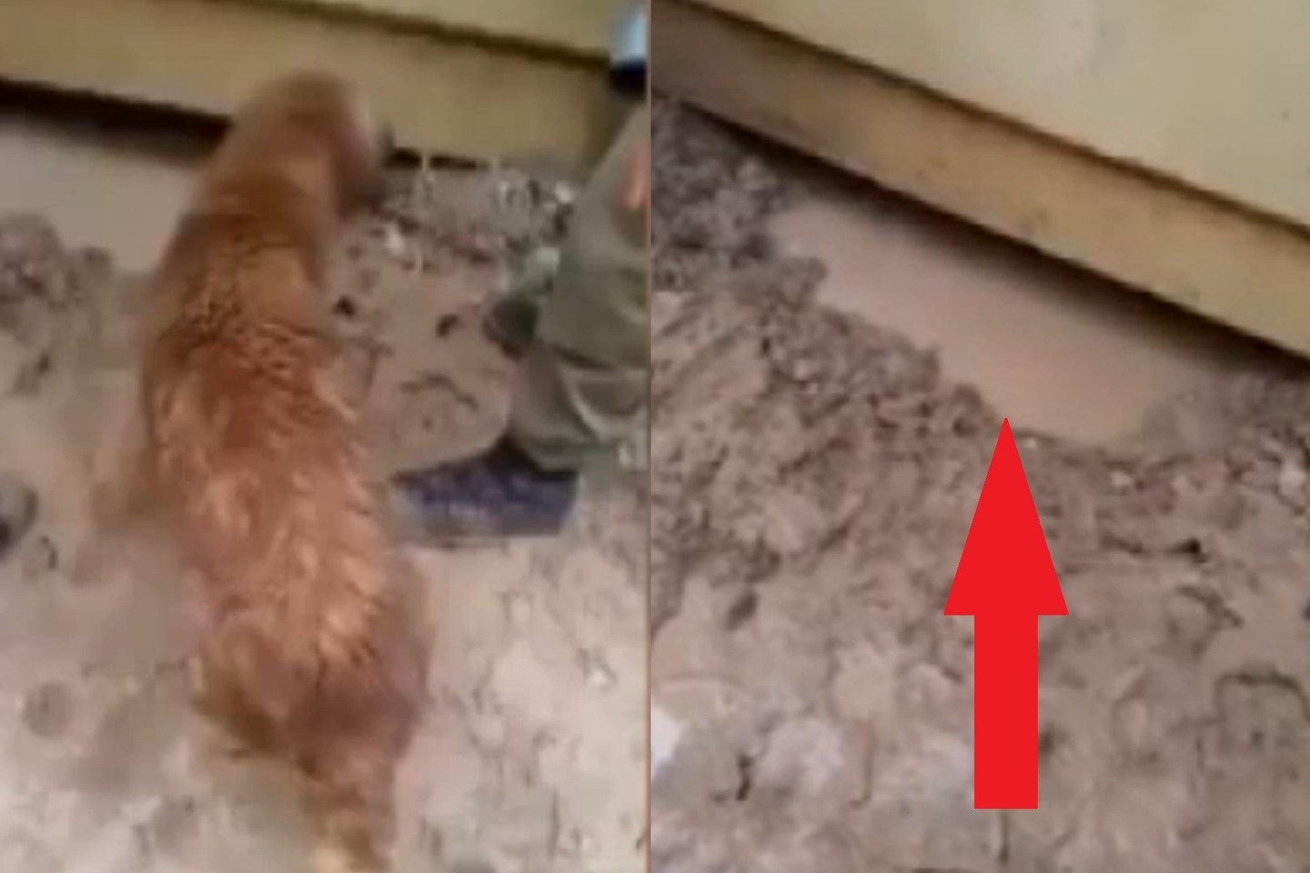 Visų jauniklių nepavyko išgelbėti, 5 šuniukai nuskendo.