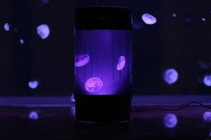 Akvariumas, mėgstantiems išskirtinumą: plaukioja tik medūzos