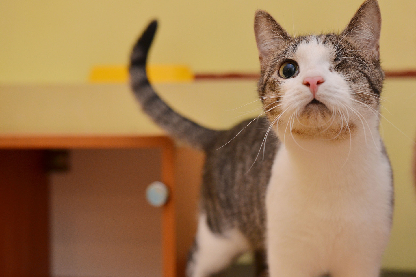 Skopas – žavus katinas, kuriam labai reikia naujų namų.<br>Naminukų nuotr.
