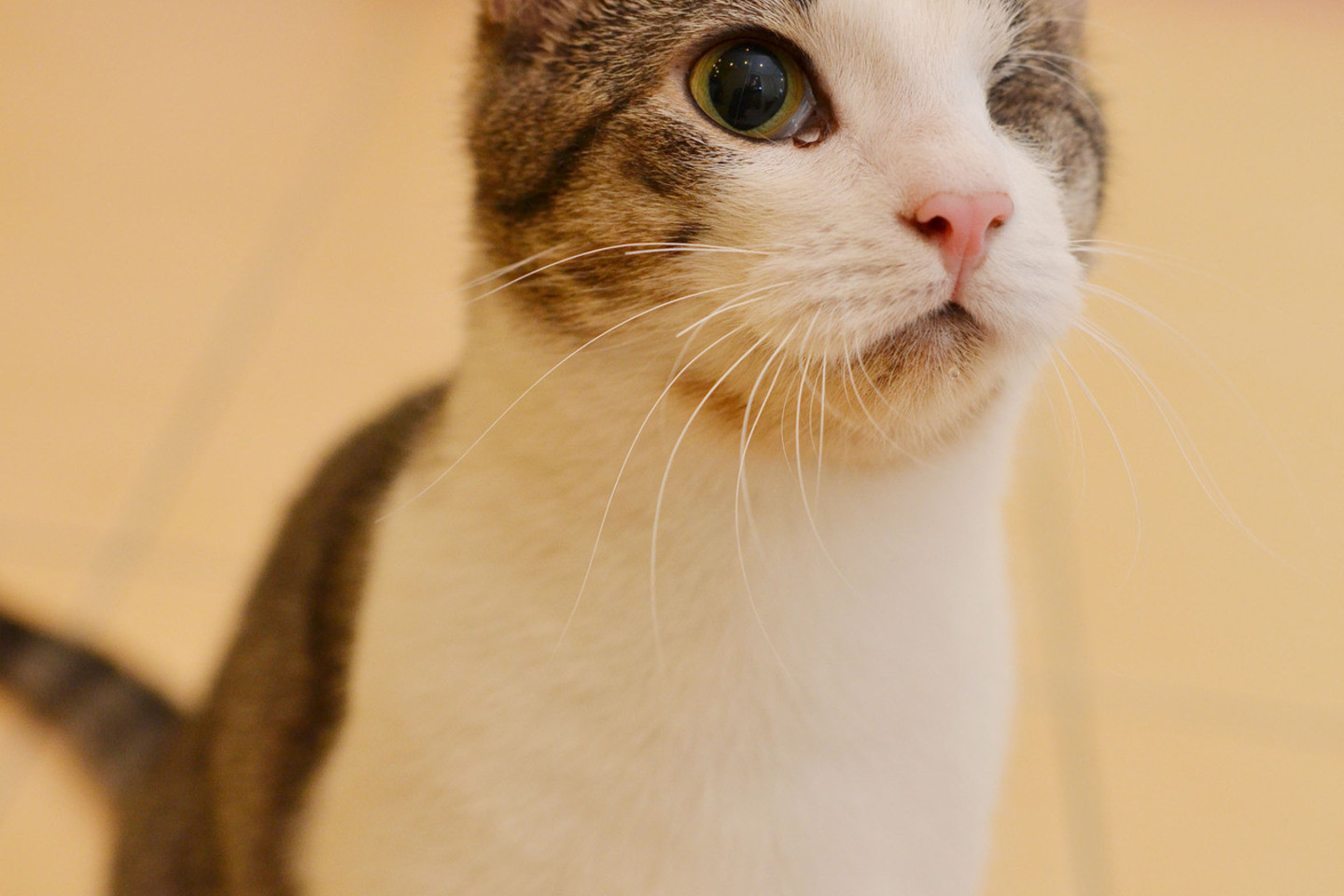 Skopas – žavus katinas, kuriam labai reikia naujų namų.<br>Naminukų nuotr.