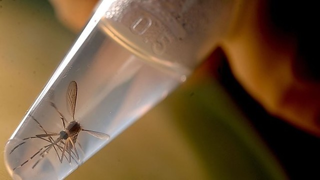 Du lietuviai tiriami dėl Zikos viruso