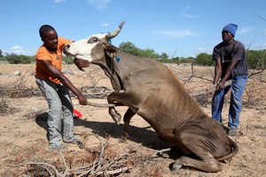 Zimbabvė dėl sausros paskelbė ekstremalią padėtį