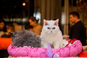 Lietuvos veganų pokalbis „Facebook“ prajuokino katės šeimininkę