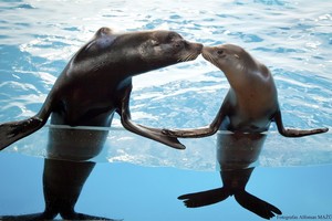 Į delfinariumo sceną sugrįžo Kalifornijos jūrų liūtai