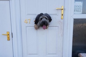 Namuose paliktas šuo iškrėtė pokštą, kurio šeimininkė nepamirš