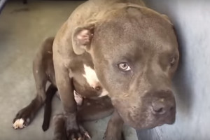 Į prieglaudą pateko kovinis šuo. Štai jo reakcija išvydus moterį