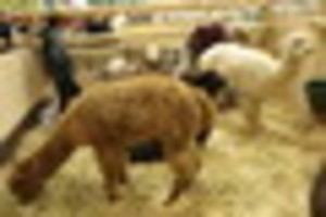 Augintiniai, kurie mekena ar bliauna, bet abejingų nepalieka