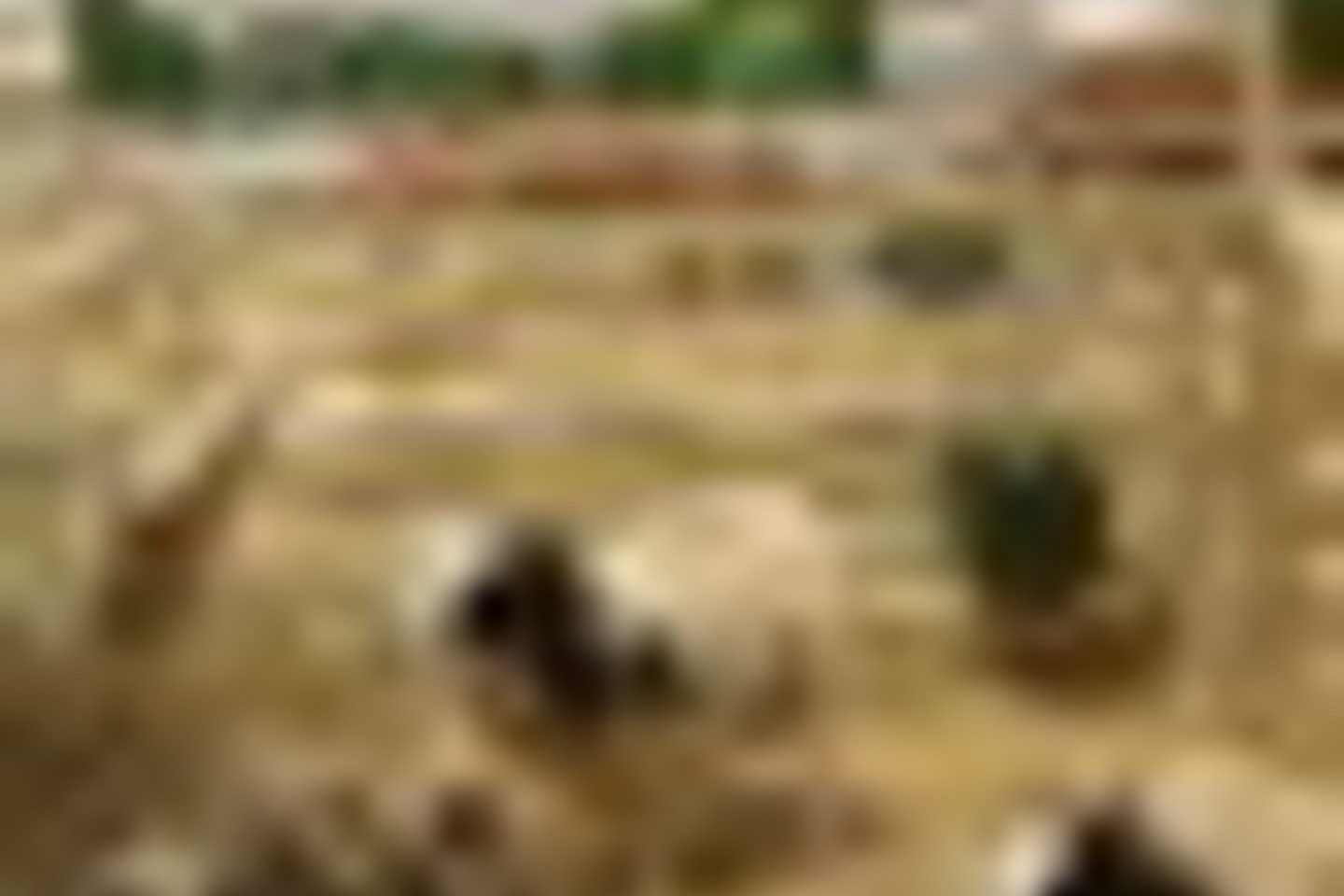 Į parodą Berlyne „Žalioji savaitė“ ūkininkai suvežė įvairių veislių gyvulius. Jakobo veislės avys.<br>A.Srėbalienės nuotr.
