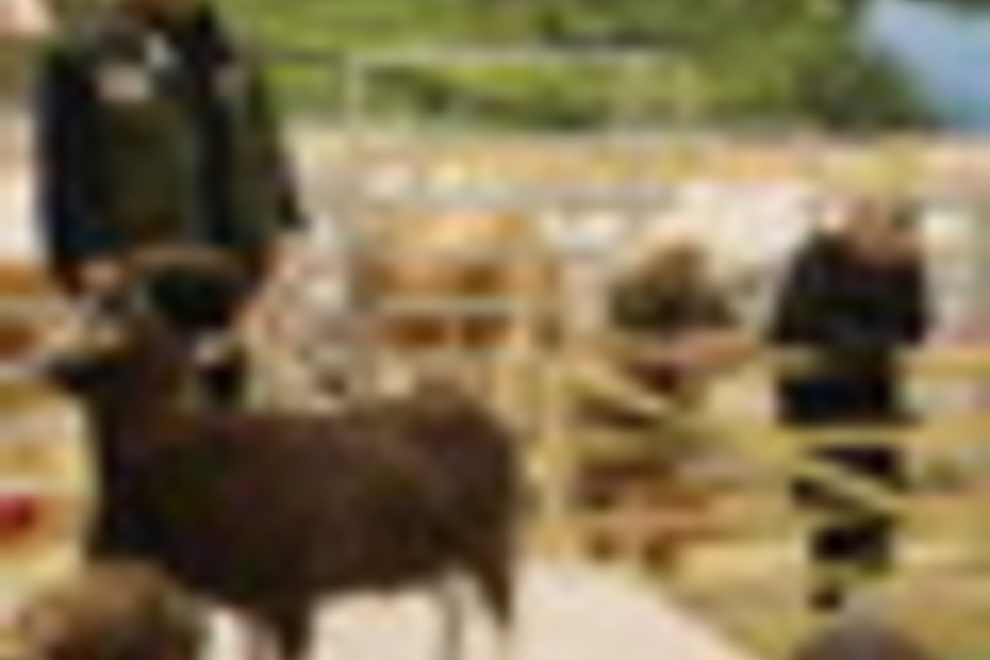 Į parodą Berlyne „Žalioji savaitė“ ūkininkai suvežė įvairių veislių gyvulius. Veislinių ožių „aukcionas“, per kurį išaukštinamos visos šiai veislei būdingos savybės.<br>A.Srėbalienės nuotr.