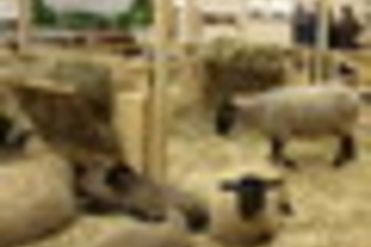 Į parodą Berlyne „Žalioji savaitė“ ūkininkai suvežė įvairių veislių gyvulius. Sufolkų veislės avys.<br>A.Srėbalienės nuotr.