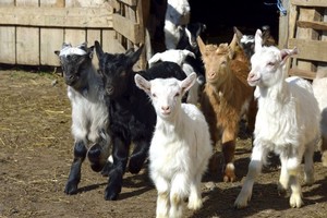 Gyvūnų mylėtojams ūkis siūlo mieliausią pasaulyje darbą