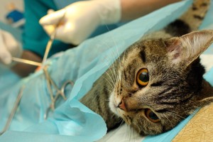 Siūlo atsisakyti privalomo ženklinimo: kastruos ir sterilizuos