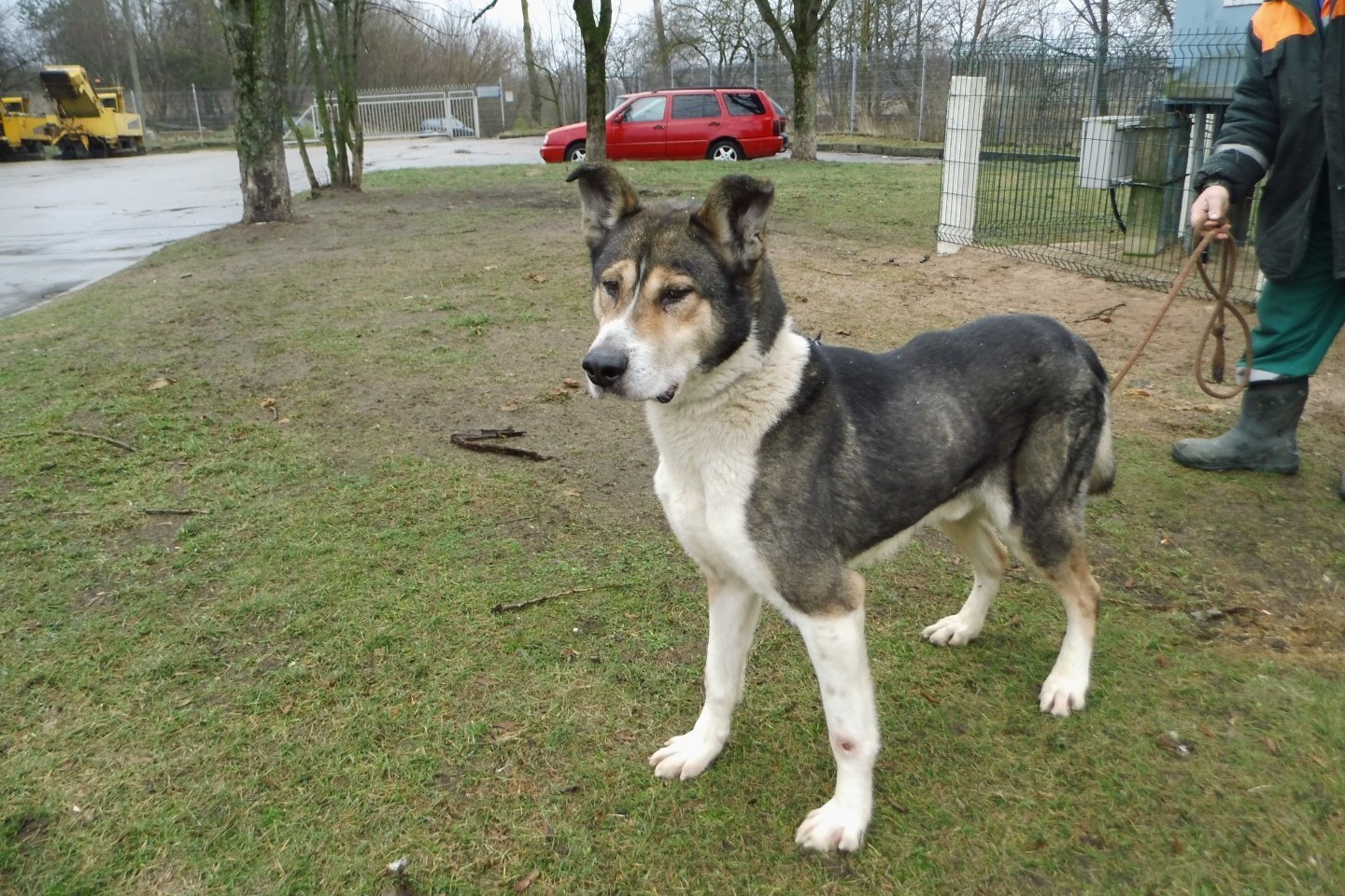 Dovanojamas šuo.