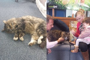 Pabėgusį katiną po metų suradę šeimininkai to išvysti nesitikėjo