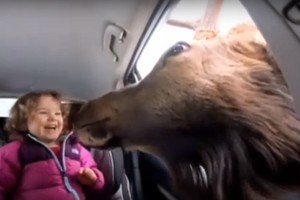 Švelnus elnio poelgis nustebino automobilyje sėdėjusią mergaitę