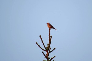 Gražu žiūrėti: unikali Lietuvos gamta – muzikiniame klipe