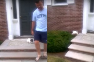 Šuniuko bandymas nulipti laiptais pralinksmino šeimininką