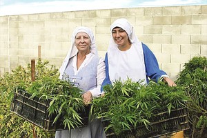 Kanapes auginančios vienuolės kovoja su Kalifornijos politikais