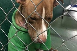 Pamatę žalią megztinį vilkintį šunį verkė viso pasaulio žmonės